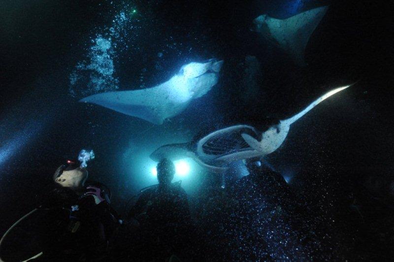 manta and divers